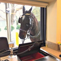 Horse buggy customer at Bank of Bird-in-Hand
